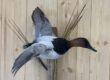 Drake canvasback duck mount in a flying pose on driftwood with cattails, Stehling's Taxidermy Wisconsin