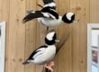 Bufflehead pair mount: flying drake over a standing drake on driftwood, Stehling's Taxidermy Wisconsin