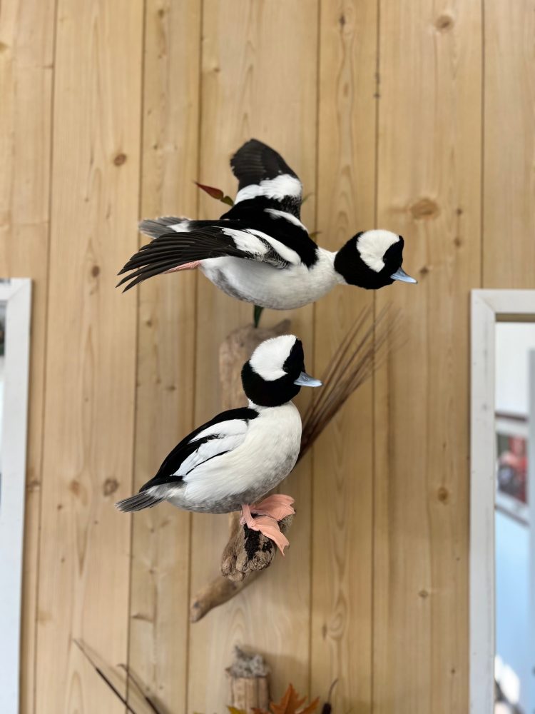 Bufflehead pair mount: flying drake over a standing drake on driftwood, Stehling's Taxidermy Wisconsin