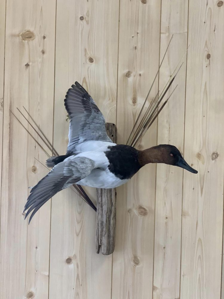 Drake canvasback duck mount in a flying pose on driftwood with cattails, Stehling's Taxidermy Wisconsin