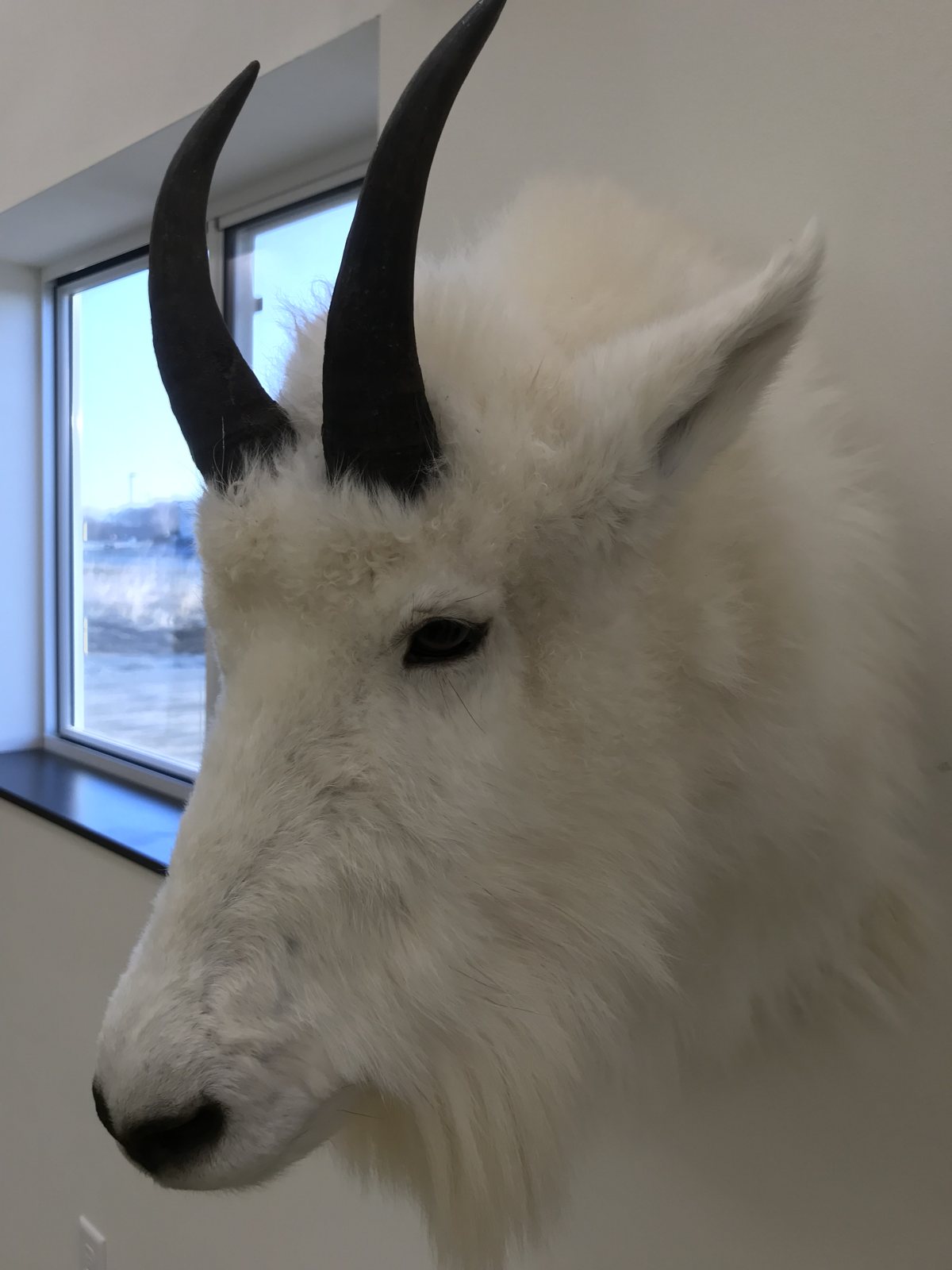 Close-up of a Rocky Mountain goat shoulder mount showing the face, black horns and nose, Stehling's Taxidermy Wisconsin