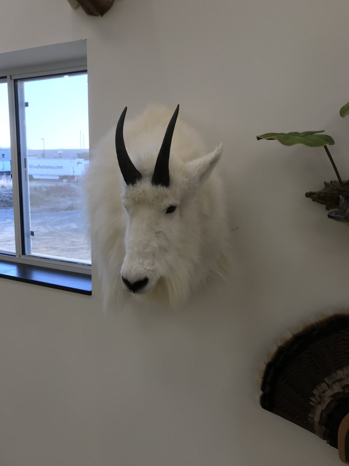 Mountain goat shoulder mount displayed in the Stehling's Taxidermy Jefferson showroom