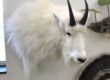 Mountain goat shoulder mount with thick white winter hair and black horns in the Jefferson showroom, Stehling's Taxidermy Wisconsin