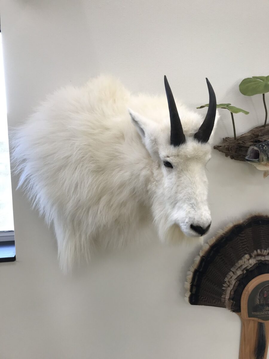 Mountain goat shoulder mount with thick white winter hair and black horns in the Jefferson showroom, Stehling's Taxidermy Wisconsin