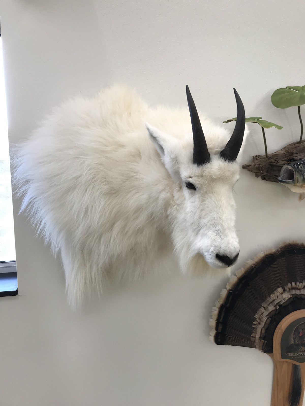 Mountain goat shoulder mount with thick white winter hair and black horns in the Jefferson showroom, Stehling's Taxidermy Wisconsin