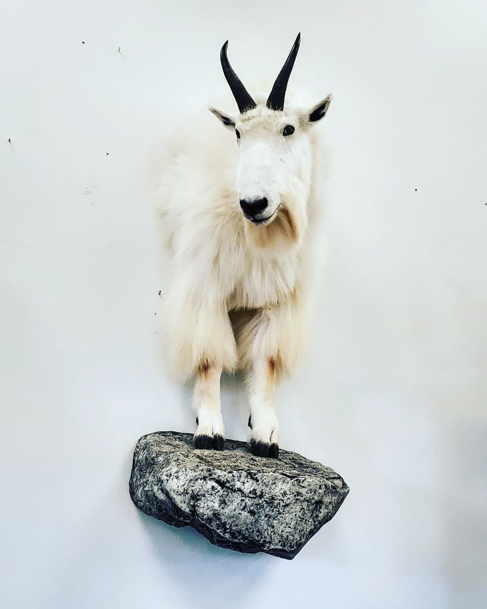 Finished mountain goat wall pedestal mount on a sculpted rock base, Stehling's Taxidermy Wisconsin