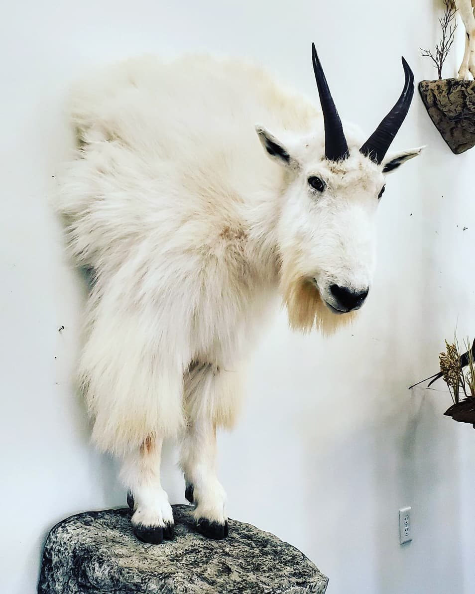 Side view of a mountain goat wall pedestal mount with front legs on a rock ledge, Stehling's Taxidermy Wisconsin