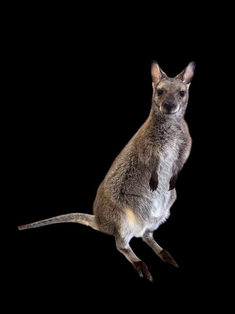 Custom wallaby mount by Stehling’s Taxidermy, front view, standing upright with forepaws raised, shown on a black studio background.