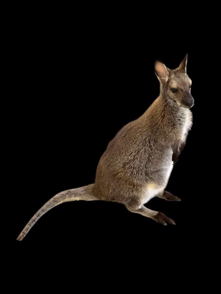 Custom wallaby mount by Stehling’s Taxidermy, three-quarter view showing the upright pose and full length of the tail, on a black studio background.