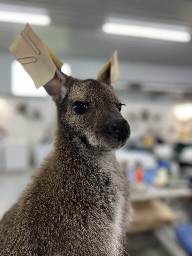 Work in progress: close-up of the wallaby mount’s face in the Stehling’s Taxidermy studio, with temporary supports clipped to the ears.