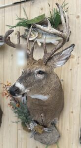 Whitetail deer shoulder mount with custom habitat by Stehling’s Taxidermy