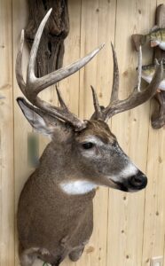 Whitetail deer shoulder mount by Stehling’s Taxidermy.